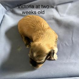 Victoria - Red sable female Havanese puppy in Hudson, New York from Havanese of Claverack and Hudson Valley Labradors