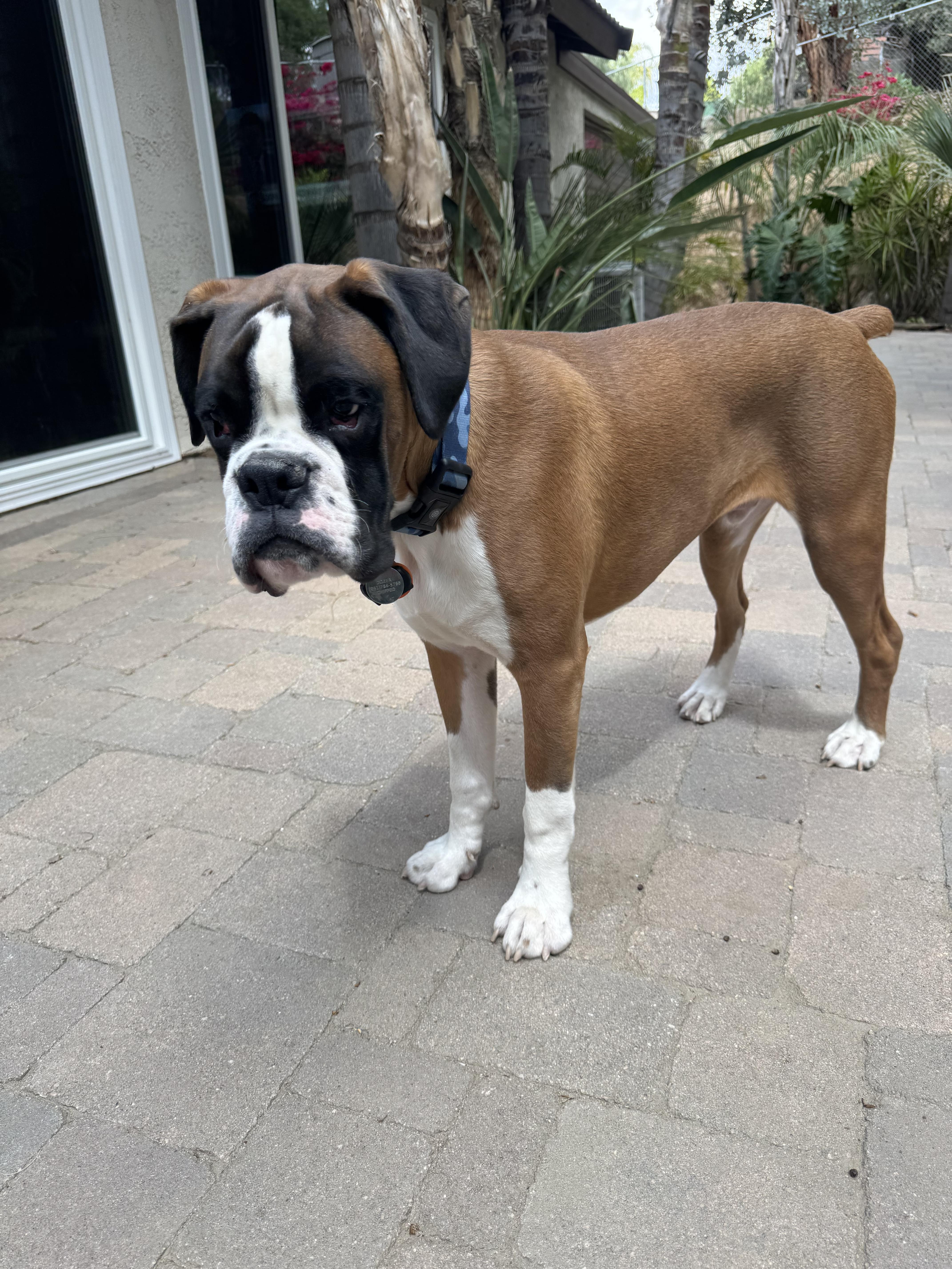 Dozer