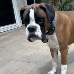 Dozer - Boxer
