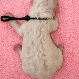 Anna - White female Poodle puppy in Washington, Pennsylvania from Patriotic Poodles