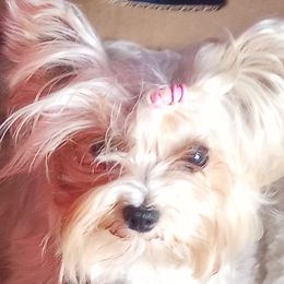 Cassie - Yorkshire Terrier
