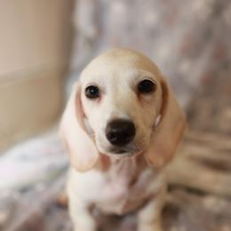 Tito - Cream male Dachshund puppy in Indiantown, Florida from Turquoise River Minature Dachshunds