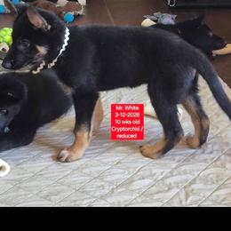 White collar boy - Black and cream male German Shepherd puppy in White Cloud, Michigan from Mcintire German Shepherds