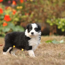 Border Collie Puppies from Midnight Border Collies