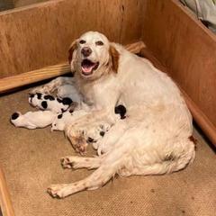 English Setters from B&W Kennels