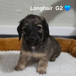G2 - Black and cream male Dachshund puppy in Jacksonville, Texas from ArmnalegRanch LLC