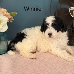 Winnie - Black and white female Bernedoodle puppy in Denver, Pennsylvania from Redcay's Mini Bernedoodles