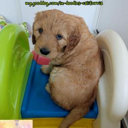 Aurora - Apricot female Goldendoodle puppy in Santa Cruz, California from Lu Doodles