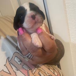 Girl 3 - Black and white female Cavalier King Charles Spaniel puppy in Spanaway, Washington from Roy-alty Cavaliers