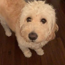 Goldendoodles from Anna