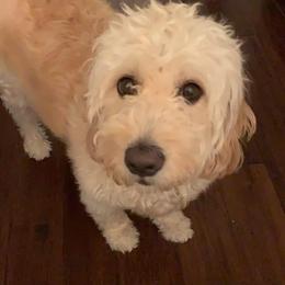 Goldendoodles from Anna