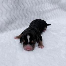 Pocket Beagle Male 1 - Black tan and white male Beagle puppy in Gentry, Arkansas from HC Puppy Ranch