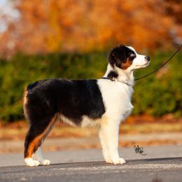 Miniature American Shepherd Puppies from TaraFox Miniature American Shepherds