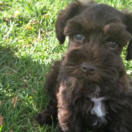 Paris - Liver female Miniature Schnauzer puppy in Paradise, Utah from Highbornschnauzers