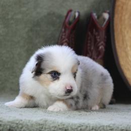Baxter - Blue merle male Miniature Australian Shepherd puppy in Quapaw, Oklahoma from Rocky Hill Aussies