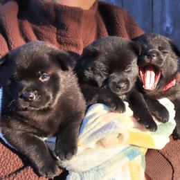 Kai Ken puppies from Hoshi No Ko Sou