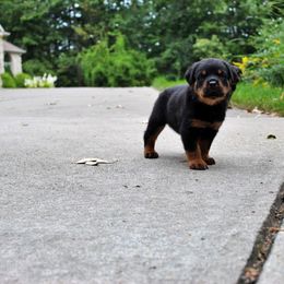 Rottweiler Puppies from Von Fields Rottweiler Kennels