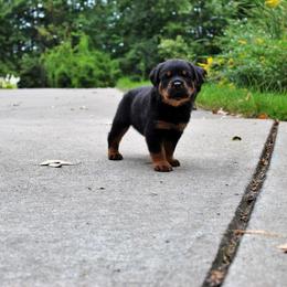 Rottweiler Puppies from Von Fields Rottweiler Kennels