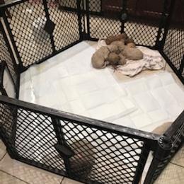 Goldendoodle Puppies from Da Ruba Doodles