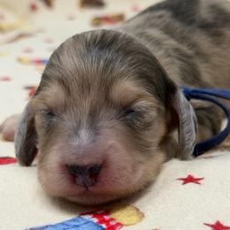 Tux - Dapple male Dachshund puppy in Murfreesboro, Tennessee from Kimbrie's Dream Cream Doxies