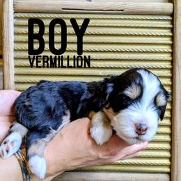 Vermilion - Tri-color male Bernedoodle puppy in Cambridge, Minnesota from Country Meadow Doodles