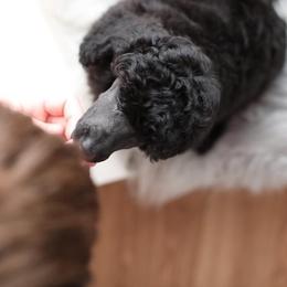 Poodle Puppies from Laminin Poodles