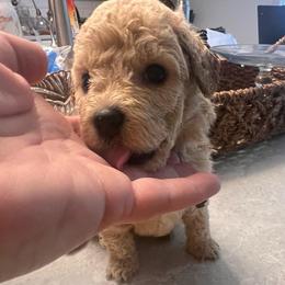 Graham  -  orange - male Cavapoochon puppy in Fairmont, West Virginia from Robin Nelson