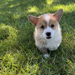 Pembroke Welsh Corgis from Dog Creek Corgis