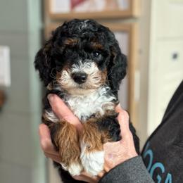 Sneak - Phantom male Goldendoodle puppy in Wharton, Texas from Little Fur Friends