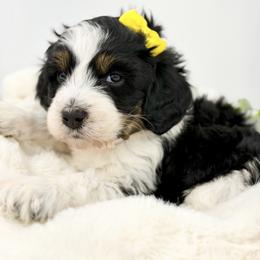 A Christmas Story - Tri-color female Bernedoodle puppy in Hegins, Pennsylvania from Bubbling Springs Doodles, LLC