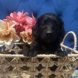 Midnight - Black male Dachshund puppy in Saint Peter, Illinois from Ashton’s Doxies of Southern IL