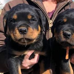 German Shepherd and Rottweiler Puppies from Irish Eyes Von Donahue