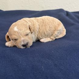 Hank - Apricot male Poodle puppy in Poth, Texas from Casa de Curls