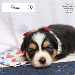 Teton -BTM2 - Black tri male Toy Australian Shepherd puppy in Nacogdoches, Texas from TK Standard, Mini, & Toy Aussies