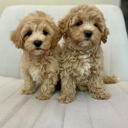 Cavapoos, Maltese, and Maltipoos from Historic triangle doodles