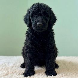 Colby - AKC - Black male Poodle puppy in Haines City, Florida from Noelle Poodles