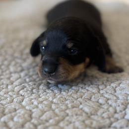 Girl 1 - Black and cream female Dachshund puppy in Ackerly, Texas from Silver Dach Farms