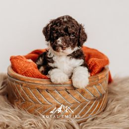 Boulcè - Brown female Bernedoodle puppy in Grants Pass, Oregon from Royal Empire Bernedoodles