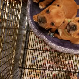 Bull Terrier and Staffordshire Bull Terrier Puppies from Courstaff Staffords