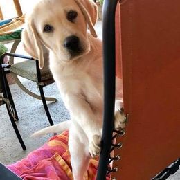 Labrador Retrievers from Adams White Labradors