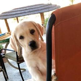 Labrador Retrievers from Adams White Labradors