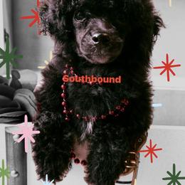 Bella (Red) - Black female Poodle puppy in Leoma, Tennessee from Southbound Kennel
