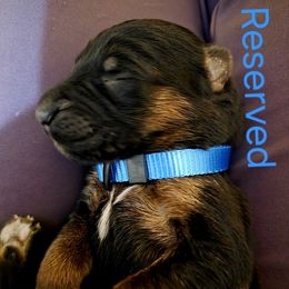 Blue Boy - Black and red male German Shepherd puppy in Lewistown, Missouri from Ewig Krieger Kennels