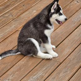 Siberian Husky Puppies from Nikolay Veltchev