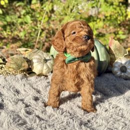 Ryder (Green bow) OFA - Red male Cavapoo puppy in Falmouth, Michigan from Dyer Lake Newfoundland’s