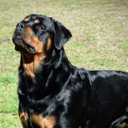 Rottweilers from Toldahausrottweilers