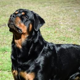 Rottweilers from Toldahausrottweilers