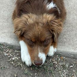 Akaza - Red tri-color male Australian Shepherd puppy in Lubbock, Texas from REKN’ Kennel Aussies