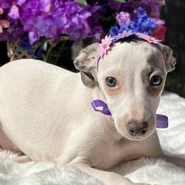 Italian Greyhound puppies from Elite Doxies Florida