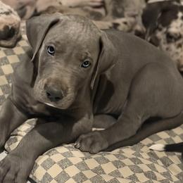 Billy - Blue female Great Dane puppy in Ottumwa, Iowa from Robin's Great Danes